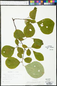 Styrax grandifolius image