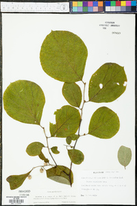 Styrax grandifolius image