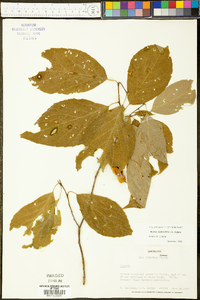 Halesia diptera image