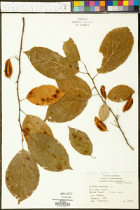 Halesia diptera image
