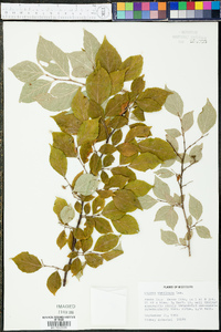 Styrax americanus image