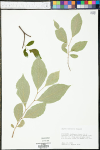 Styrax americanus image