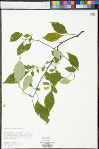 Styrax americanus image