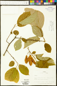 Halesia diptera image