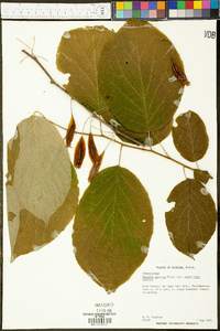 Halesia diptera image