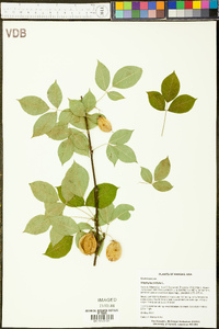 Staphylea trifolia image