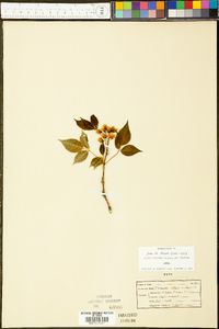 Staphylea trifolia image