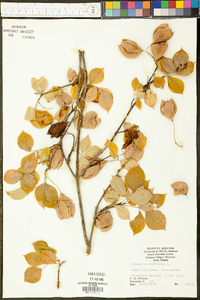 Staphylea trifoliata image