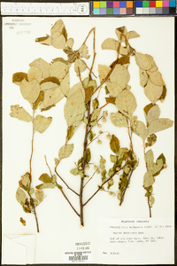 Styrax americanus image