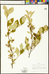 Styrax americanus image