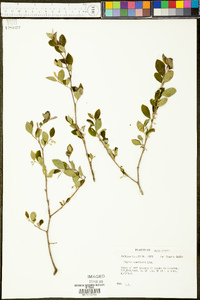 Styrax americanus image