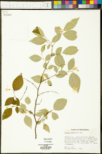 Styrax americanus image