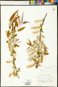 Salix caroliniana image