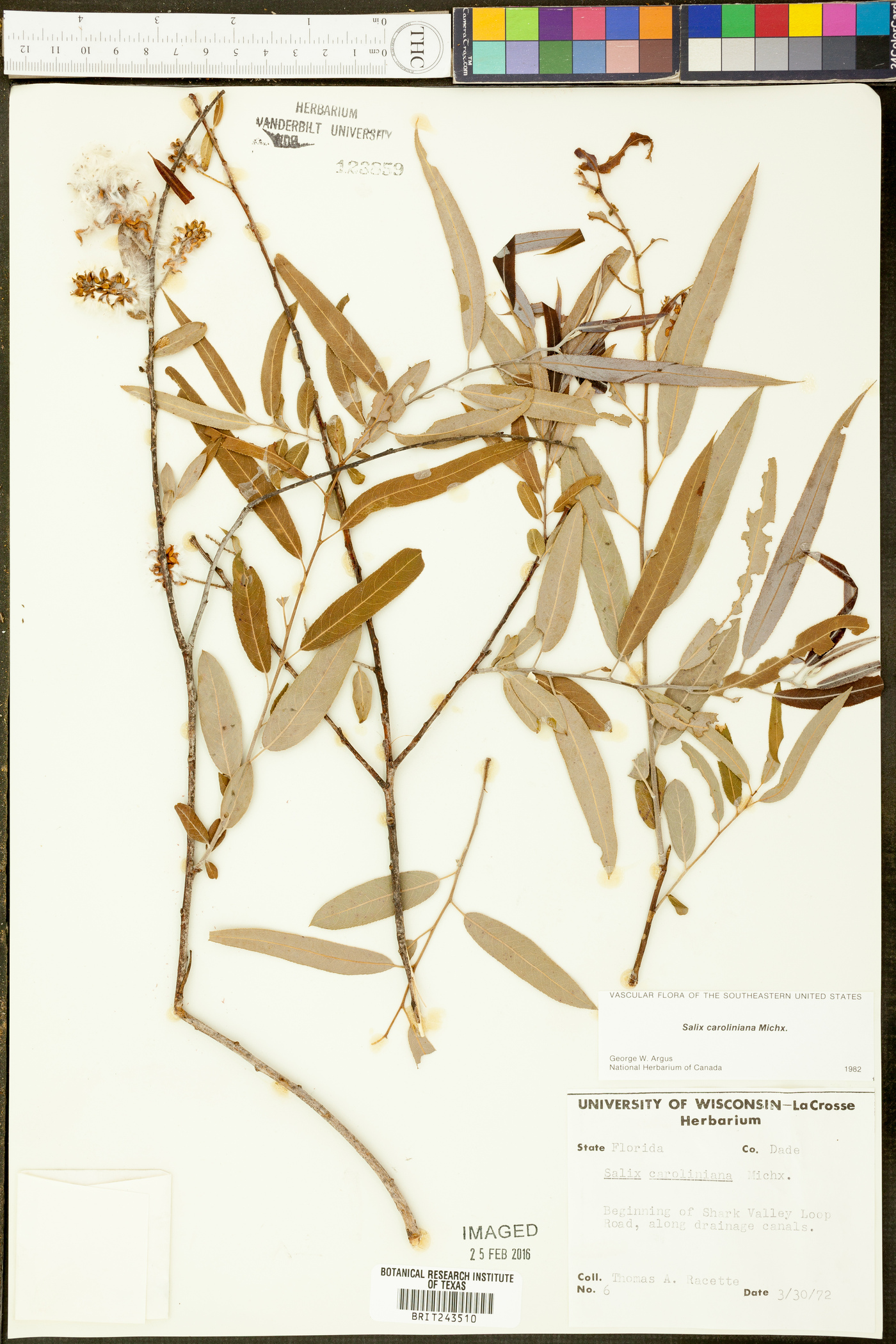 Salix caroliniana image