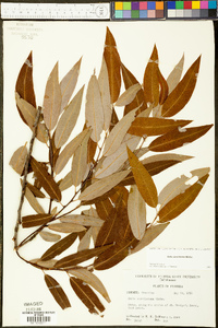 Salix caroliniana image