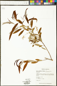 Salix caroliniana image