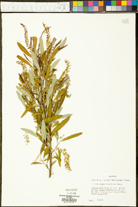 Salix caroliniana image