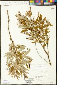 Salix caroliniana image