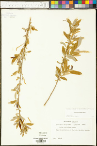 Salix caroliniana image