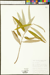 Salix caroliniana image