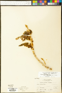 Populus deltoides subsp. monilifera image