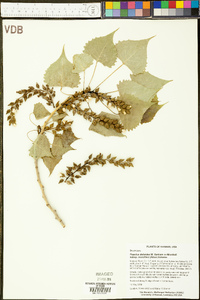 Populus deltoides subsp. monilifera image