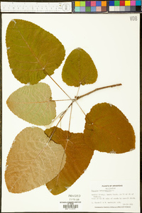 Populus heterophylla image