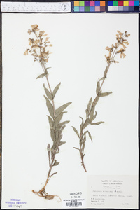 Penstemon arkansanus image