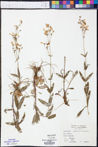 Penstemon arkansanus image