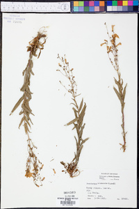 Penstemon arkansanus image