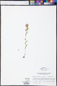 Castilleja coccinea image