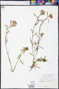 Castilleja coccinea image