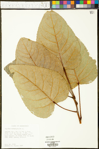 Populus heterophylla image