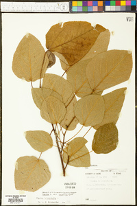 Populus heterophylla image