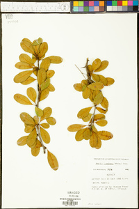 Sideroxylon lanuginosum image