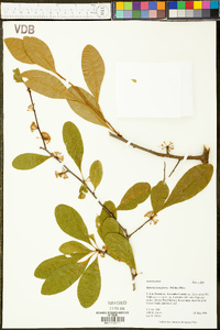 Sideroxylon lanuginosum image