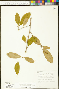 Bumelia oblongifolia image