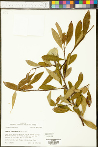 Sideroxylon lanuginosum image