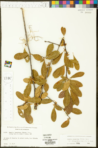 Bumelia oblongifolia image