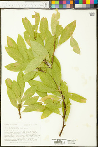 Sideroxylon lycioides image