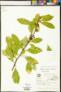 Sideroxylon lycioides image