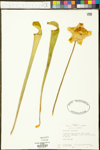 Sarracenia alata image