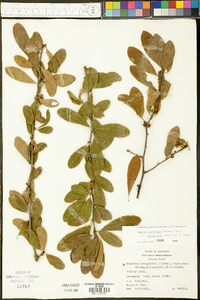 Bumelia oblongifolia image