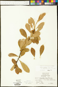 Bumelia oblongifolia image