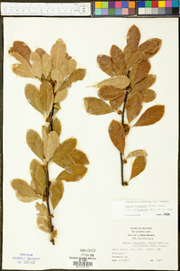 Bumelia oblongifolia image