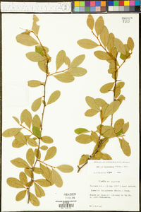 Sideroxylon lanuginosum subsp. lanuginosum image