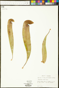 Sarracenia minor image