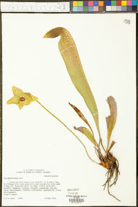 Sarracenia minor image