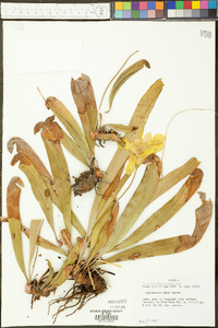 Sarracenia minor image