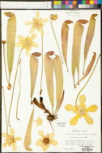 Sarracenia minor image